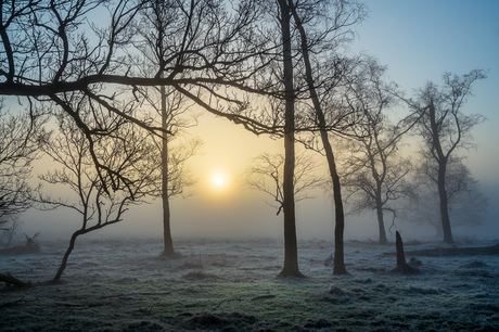 Deelerwoud