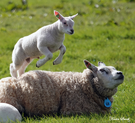 "Waar moeders toch niet goed voor zijn..."