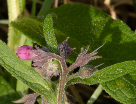 douwdruppels met een verborgen gezicht