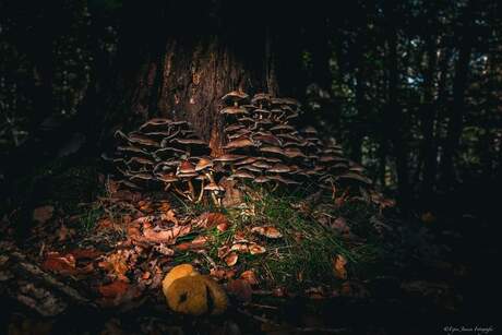 Paddestoelen in de spotlights 