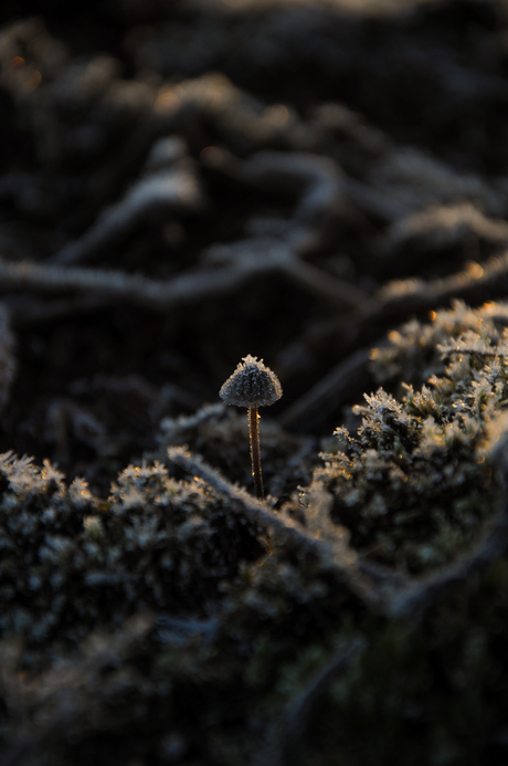 Frozen mushroom