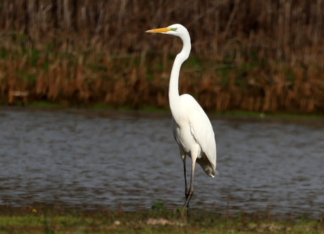 grote zilverreiger