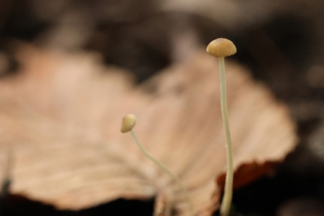 Oranje dwergmycena