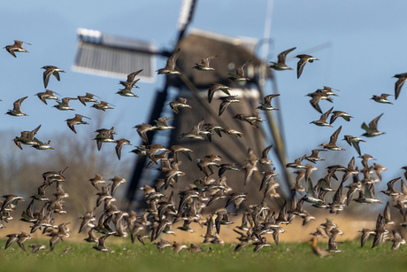 Onze nationale vogel