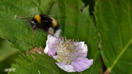 hommel