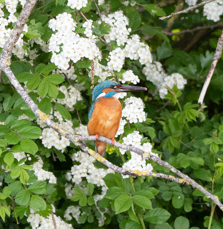 Wildlife