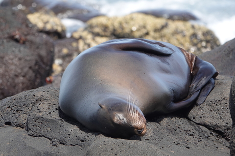 Zeeleeuw op Seymour - Galapagos