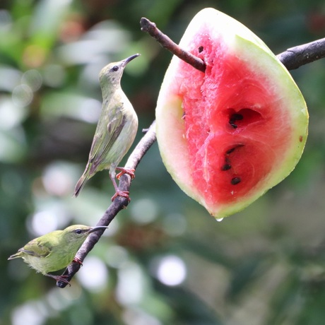 Red legged honeycreeper