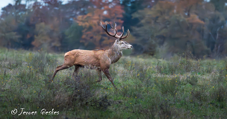 Verrassende edelhert 