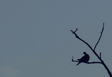 Pigeon sur une branche.