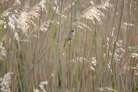 Ik ben een rietzanger, dus ik zing in het riet!