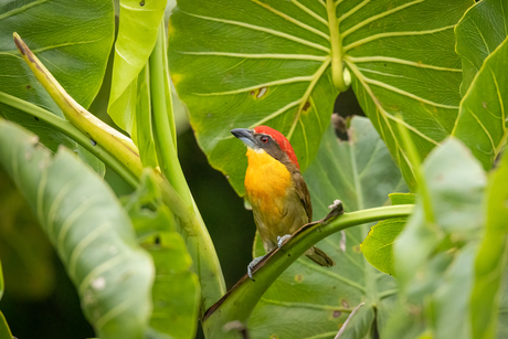 Roodkruinbaardvogel
