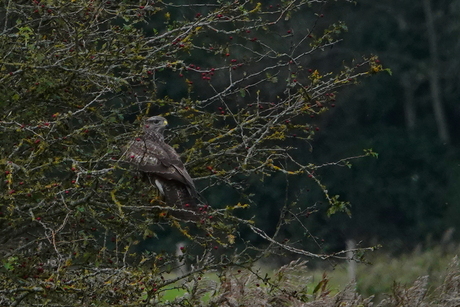 Buizerd