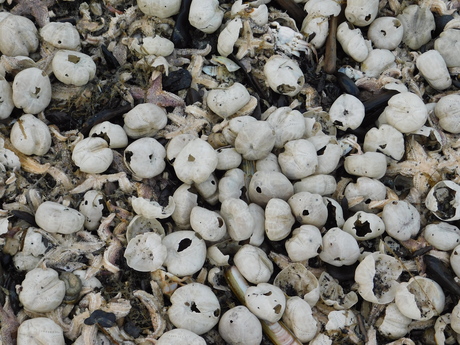 ze-klitten erg met elkaar, deze zeeklitten