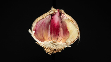 Knoflook