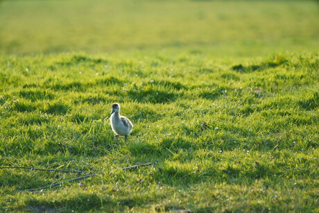 Alfred Jodocus Kwak