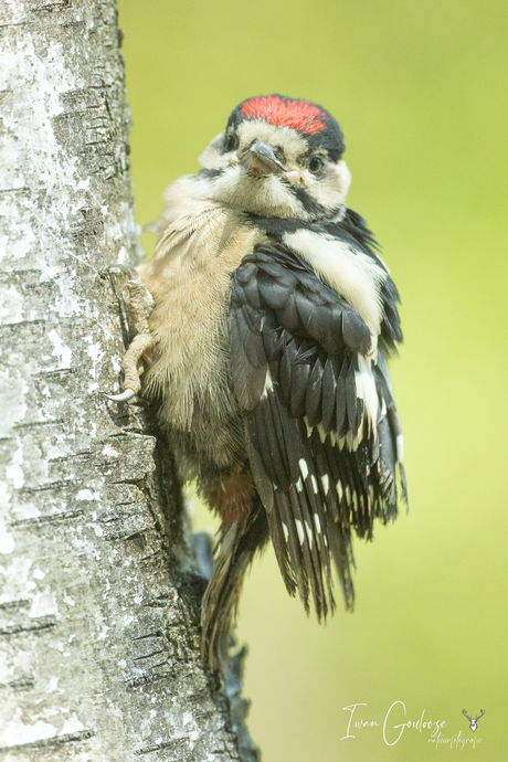 Juveniele grote bonte specht