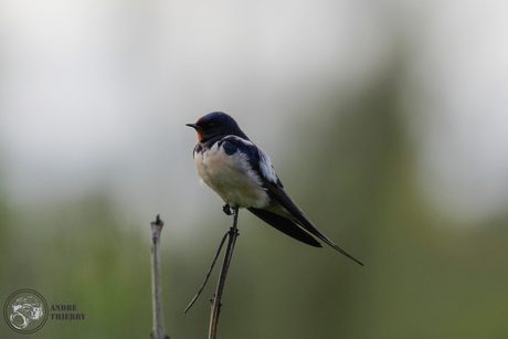 Oostvaardersplassen-16