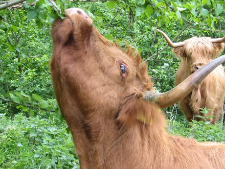 Schotse Hooglander