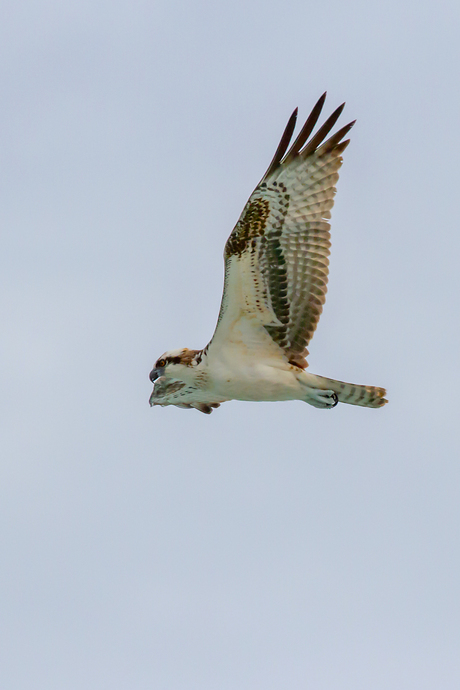 De visarend ofwel osprey. Een algemene vogel in de VS.