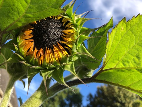 Zonnebloem opent voorzichtig