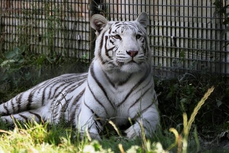 Dierenpark Hoenderdaal 