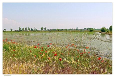 Rijstvelden bij Vercelli