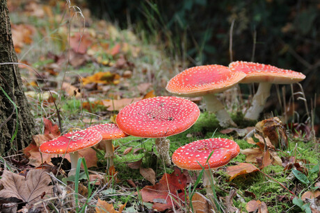 rood met witte stippen