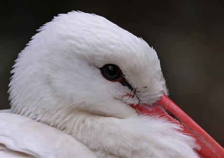 Red & White.