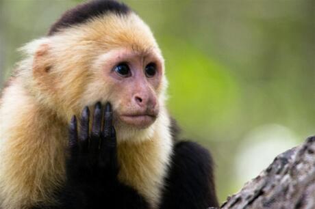 Costa Rica, laatste capucijneraap