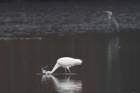 Grote zilverreiger op jacht