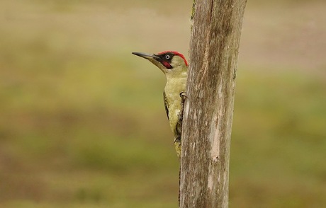 Groene specht 