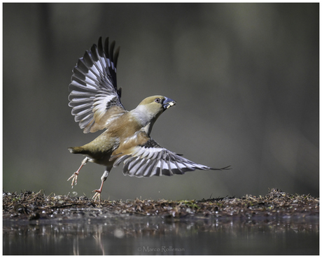 Appelvink