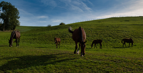 Paarden, Winthagen, Limburg