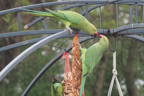 Halsbandparkieten in discussie 