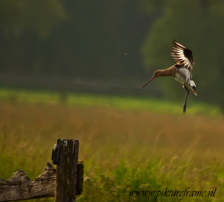 grutto landing