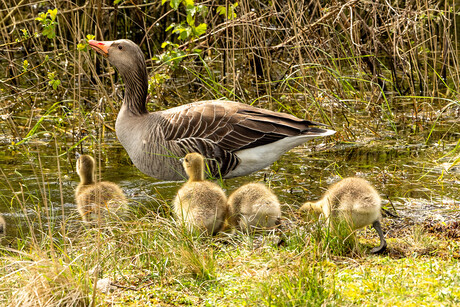 Ganzenfamilie