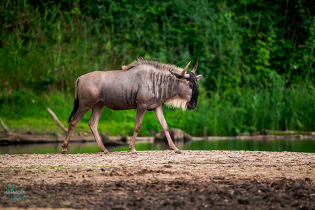 Gnoe / Wildebeest