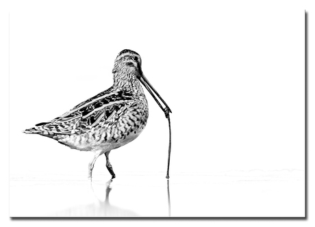 Watersnip