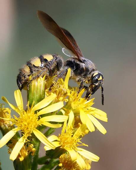 De Dolkwesp (Colpa sexmaculata) 