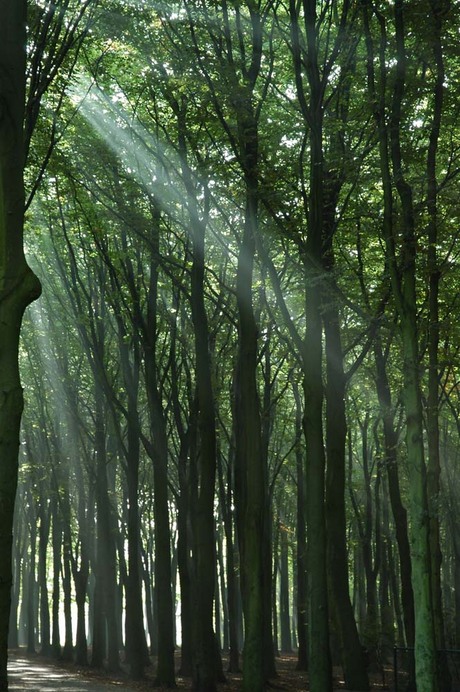 Zonlicht bos