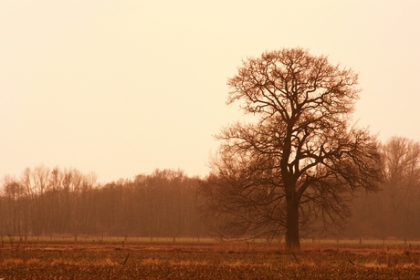 Een boom in de weide