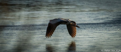 Blauwe Reiger