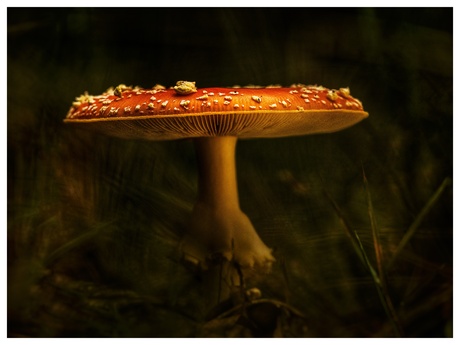 ..... met witte stippen. 