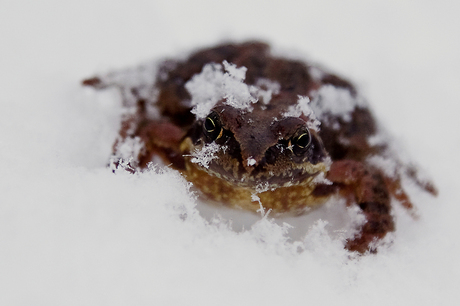 Kikker in de sneeuw