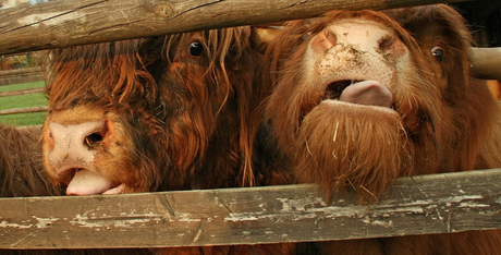 Ook wij..................
