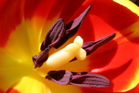 kleurrijke tulp