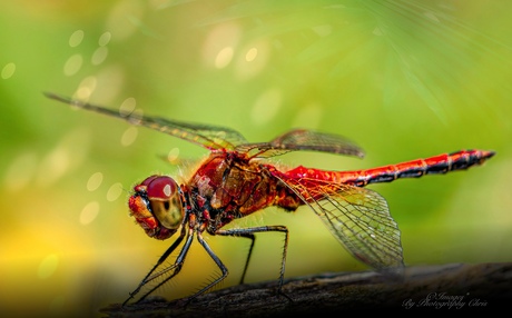  Red tailed dragonfly