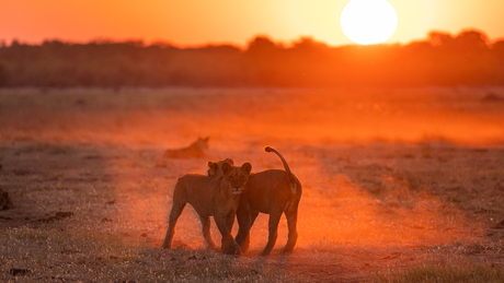 Playful lionpride members