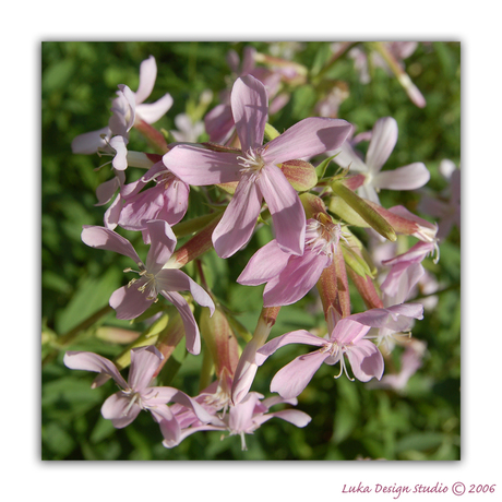 Liitle pink flowers...